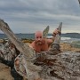 ginger muscle bear at Corsica cost and beaches